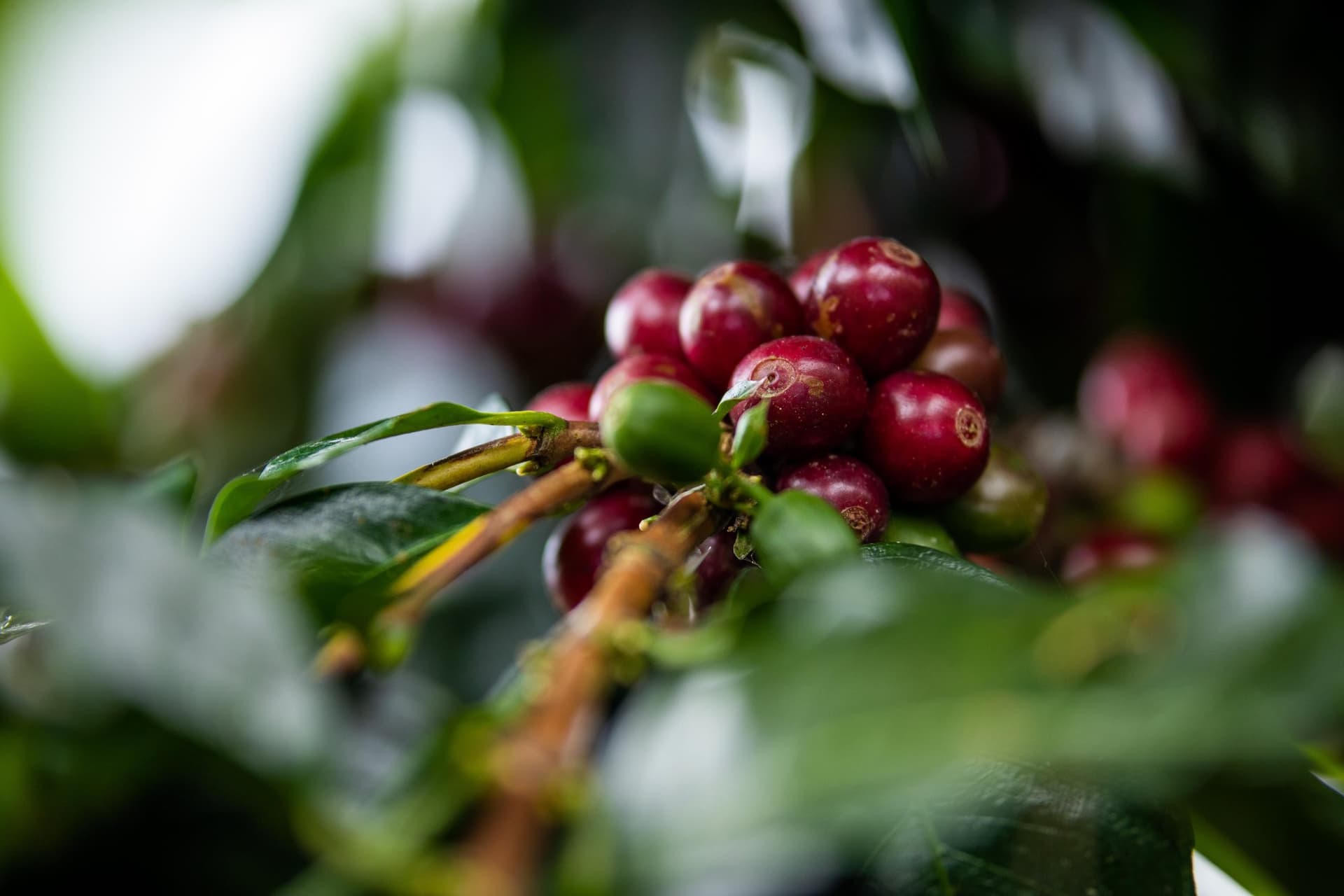 Racimo de cerezas de café rojas y maduras en la rama, en un cafetal de San Ramón, Chanchamayo